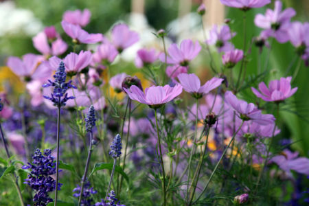 Bild-Nr: 10989890 Cosmea  Cosmos bipinnatus   Erstellt von: Renate Knapp