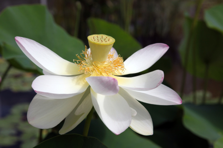 Bild-Nr: 10992006 Indische Lotosblume   Nelumbo nucifera Erstellt von: Renate Knapp