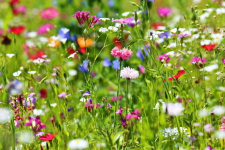 Bild-Nr: 10992556 Blumenwiese Erstellt von: fotoping