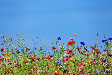 Bild-Nr: 10992574 Blumenwiese Erstellt von: fotoping