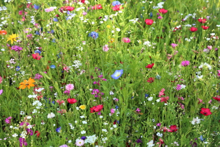 Bild-Nr: 10993998 Blumenwiese Erstellt von: fotoping