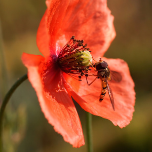 Bild-Nr: 10994142 Poppy Erstellt von: youhaveadream