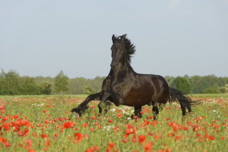 Bild-Nr: 10997372 Friese im Mohn Erstellt von: Martina Grebler