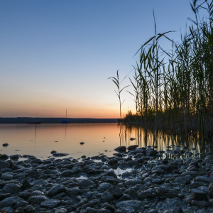Bild-Nr: 11000436 Sonnenuntergang im Schilf Erstellt von: DenisFeiner