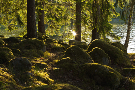 Bild-Nr: 11000650 Wald in Schweden 2  Erstellt von: Anja Schäfer