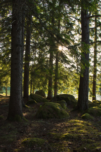 Bild-Nr: 11000652 Wald in Schweden 5 Erstellt von: Anja Schäfer