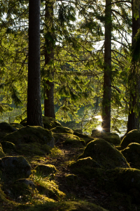 Bild-Nr: 11001894 Wald in Schweden 3 Erstellt von: Anja Schäfer