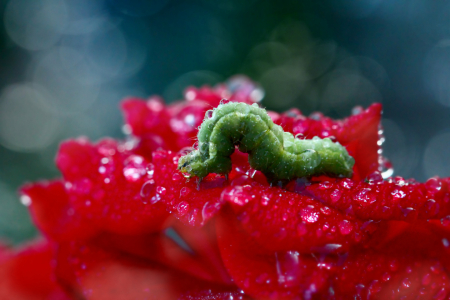 Bild-Nr: 11002654 Raupe auf Rose Erstellt von: Heike Hultsch