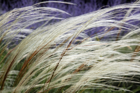 Bild-Nr: 11003648 Federgras    Stipa pennata Erstellt von: Renate Knapp