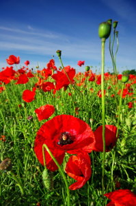 Bild-Nr: 11005848 Sommermohn Erstellt von: Ina  Penning