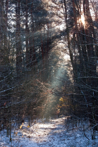 Bild-Nr: 11007100 Sonne im Winter Erstellt von: Gilidhor