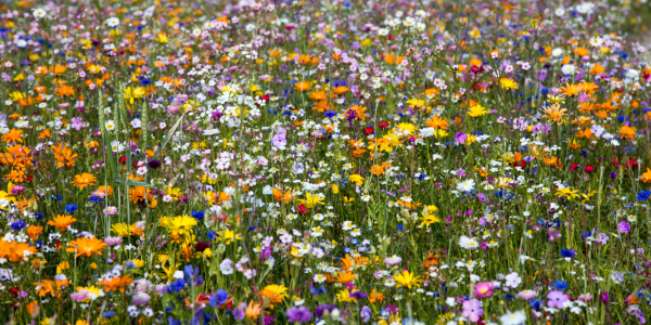 Bild-Nr: 11008810 Wildblumenwiese Erstellt von: TomKli