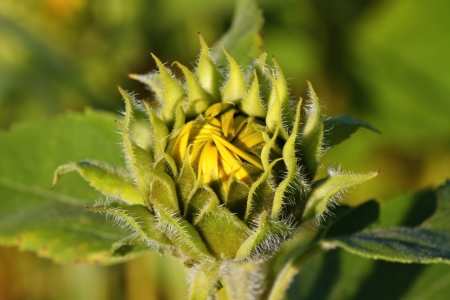 Bild-Nr: 11011544 Sonnenblumenknospe Erstellt von: falconer59