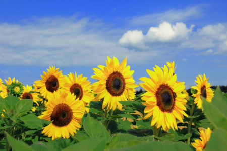 Bild-Nr: 11012036 Sonnenblumen Erstellt von: SusaZoom