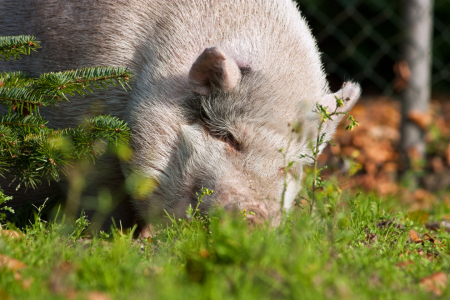 Bild-Nr: 11013486 Schwein hinter Tannen Erstellt von: Gilidhor