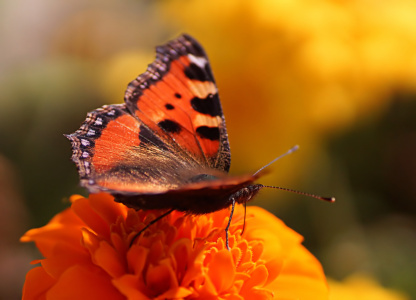 Bild-Nr: 11015060 Kleiner Fuchs Erstellt von: youhaveadream