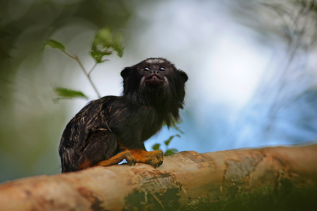 Bild-Nr: 11017306 Rothandtamarin Saguinus midas Erstellt von: FotoDeHRO