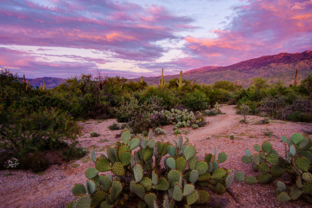 Bild-Nr: 11017450 Cactus Desert Sunset Erstellt von: StefanLindlPhotography