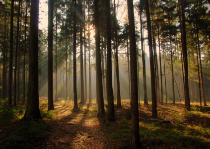 Bild-Nr: 11017850 Licht im Wald Erstellt von: GUGIGEI