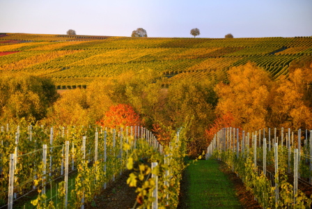 Bild-Nr: 11020084 Herbst im Weinberg Erstellt von: GUGIGEI