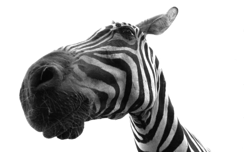 Bild-Nr: 11020226 Cool Zebra Erstellt von: Buellom