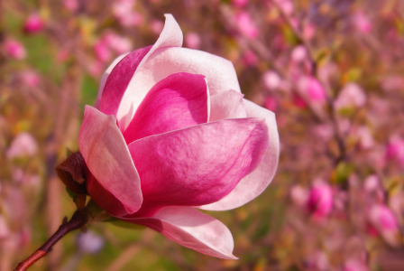 Bild-Nr: 11020574 Magnolienblüte Erstellt von: Atteloi