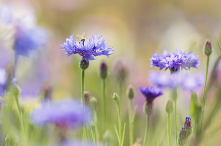 Bild-Nr: 11021401 Abtauchen ins Blumenmeer Erstellt von: Daniela Beyer