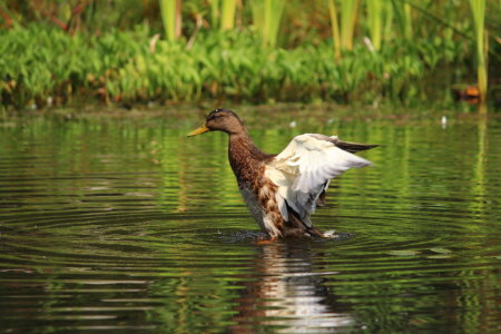 Bild-Nr: 11023949 Stockente Erstellt von: Heike  Hultsch