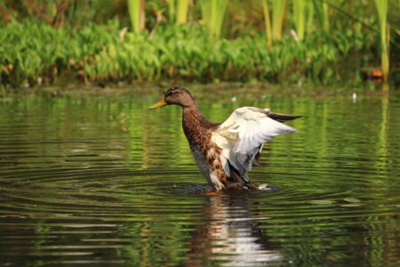 Bild-Nr: 11023949 Stockente Erstellt von: Heike Hultsch