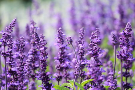 Bild-Nr: 11023955 Lavendel  Erstellt von: Heike Hultsch