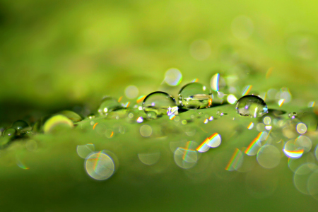 Bild-Nr: 11025153 Tropfenkosmos Erstellt von: Steflei