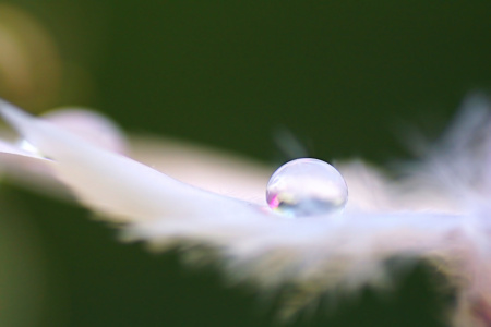 Bild-Nr: 11027767 Federleicht Erstellt von: youhaveadream