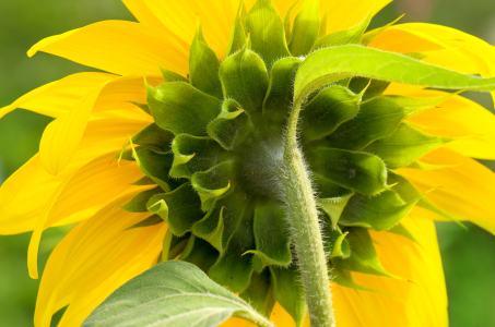 Bild-Nr: 11031383 Sunflower Erstellt von: Steffen Gierok