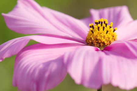 Bild-Nr: 11032173 Cosmea Erstellt von: Steffen Gierok