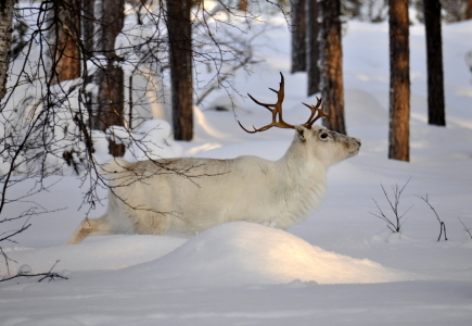 Bild-Nr: 11032333 white reindeer Erstellt von: GUGIGEI