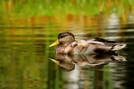 Bild-Nr: 11036571 Herbstlicher Entenbraten Erstellt von: Heike Hultsch