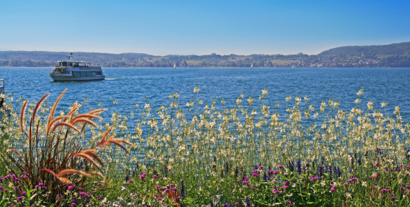 Bild-Nr: 11036767 Blumen am Bodensee Panorama Erstellt von: Mausopardia