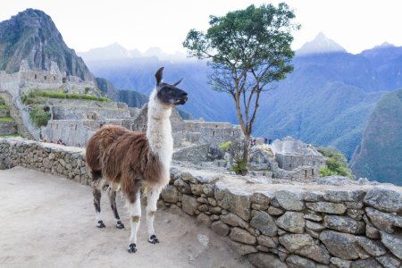 Bild-Nr: 11038895 Lama in Machu Picchu Erstellt von: janschuler