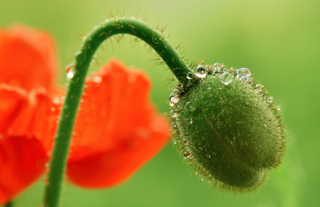 Bild-Nr: 11039029 Mohn Erstellt von: Atteloi