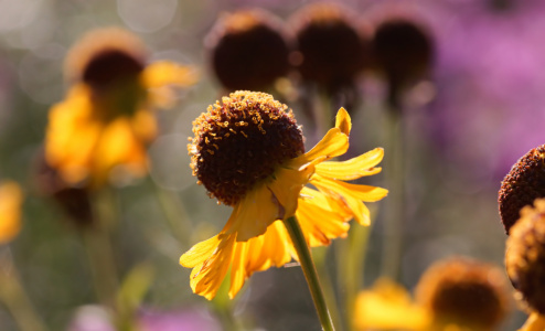 Bild-Nr: 11039779 Zinnien Erstellt von: youhaveadream