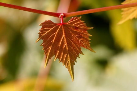 Bild-Nr: 11040127 Herbstblatt Erstellt von: youhaveadream