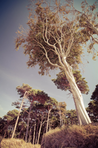 Bild-Nr: 11040403 Trees Erstellt von: FotoDeHRO