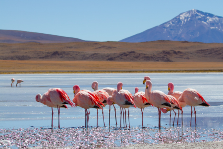 Bild-Nr: 11041373 Flamingos an der Laguna Hedionda, Bolivien Erstellt von: janschuler