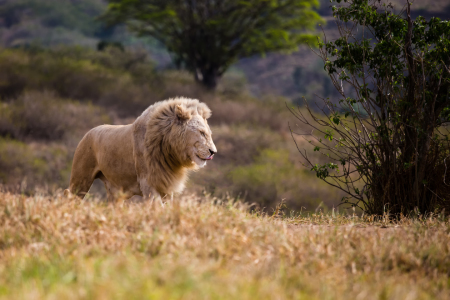 Bild-Nr: 11042787 African Lion Erstellt von: TomKli