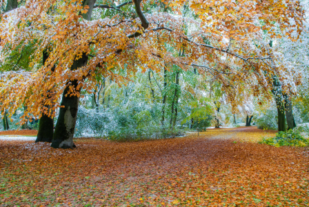 Bild-Nr: 11043835 Weg durch den Herbst Erstellt von: hannes cmarits