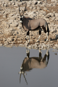 Bild-Nr: 11047095 Oryx-Antilope am Wasserloch Erstellt von: DirkR