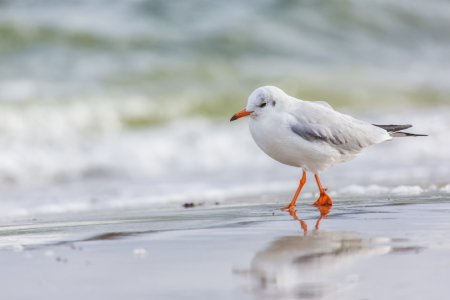 Bild-Nr: 11050619 Strandspaziergang Erstellt von: Daniela Beyer