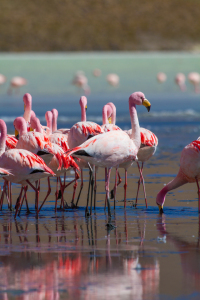 Bild-Nr: 11051269 Flamingos in einer Lagune, Bolivien Erstellt von: janschuler