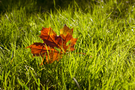 Bild-Nr: 11052265 Herbstgold im Grasbett Erstellt von: DagmarMarina