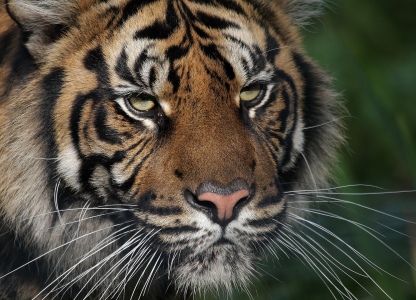 Bild-Nr: 11054867 TigerPortrait Erstellt von: Boersenfuchs